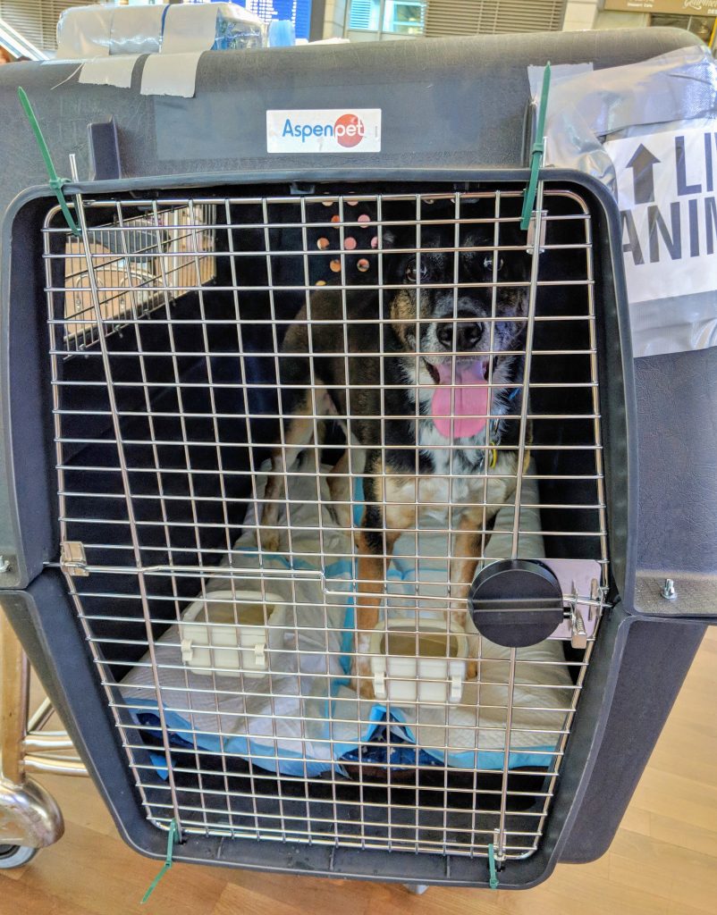 Dog Airplane Crate Travel