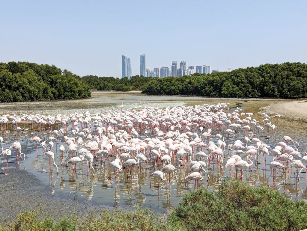 Ras Al Khor Wildlife Sanctuary