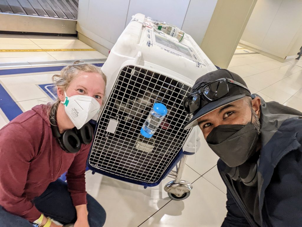 Dog Airplane Crate Travel