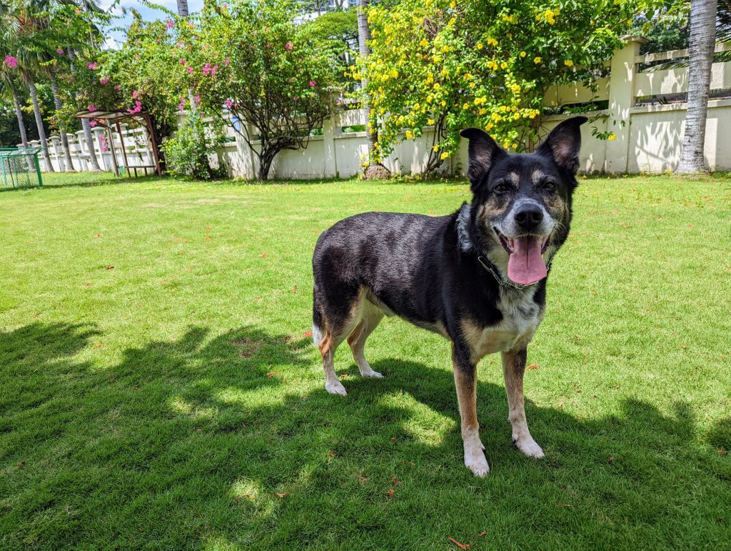 Saigon Pet Friendly Hotel Moving to Vietnam with a Large Dog